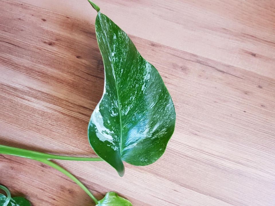 Monstera deliciosa variegata Zimmer Pflanze rariétät grün weiß in Leipzig