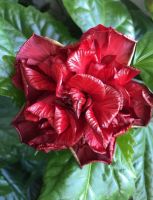 Hibiskus Rose Sinensis rot gefüllt Zimmerpflanze Steckling Hessen - Darmstadt Vorschau