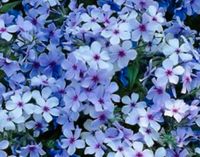 Suche Phlox Bodendecker verschiedene Farben Niedersachsen - Einbeck Vorschau