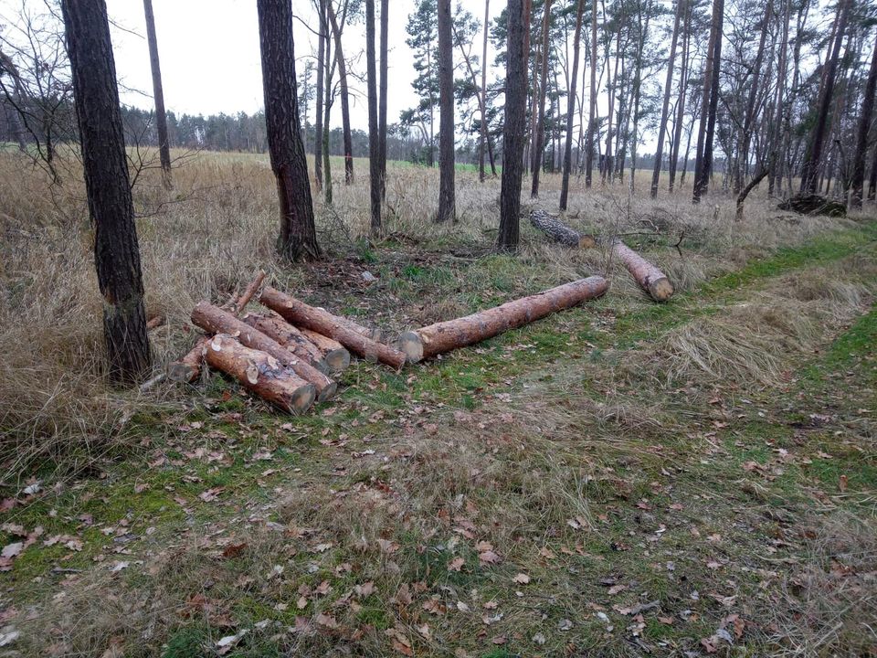 Forstdienstleistungen im Nebenerwerb in Falkenberg/Elster