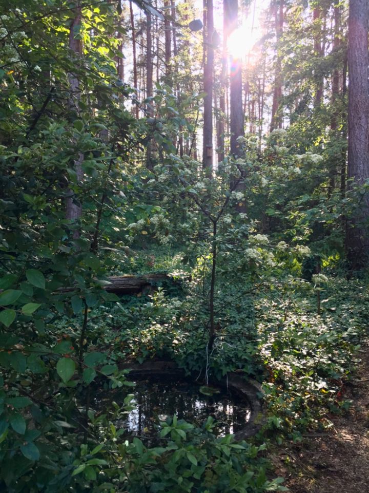 Öko-Häuschen auf grossem Waldgrundstück in der Dübener Heide in Kemberg