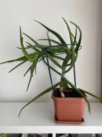 Aloe Vera Pflanze Baden-Württemberg - Süßen Vorschau