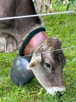 Hofnachfolger, Milchviehbetrieb, Landwirtschaft auf Rentenbasis Bayern - Sonthofen Vorschau