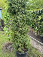 Lebensbaum ,Thuja , Konifere . Hamburg-Mitte - Hamburg Billstedt   Vorschau