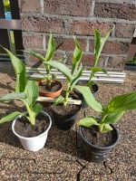 Cannas rot-orange Nordrhein-Westfalen - Geldern Vorschau