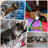 Kater, Kitten, EKH, kastriert ❤️  Charly ❤️ Brandenburg - Falkenberg/Elster Vorschau