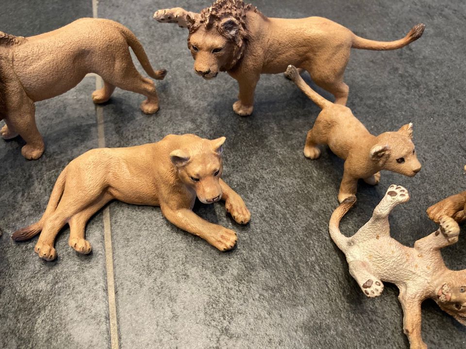 Schleich Löwen Löwin weißer Löwe Baby Jungtier Raubkatzen in Schleiden