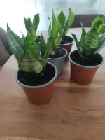 Junge Sansevieria Baden-Württemberg - Teningen Vorschau