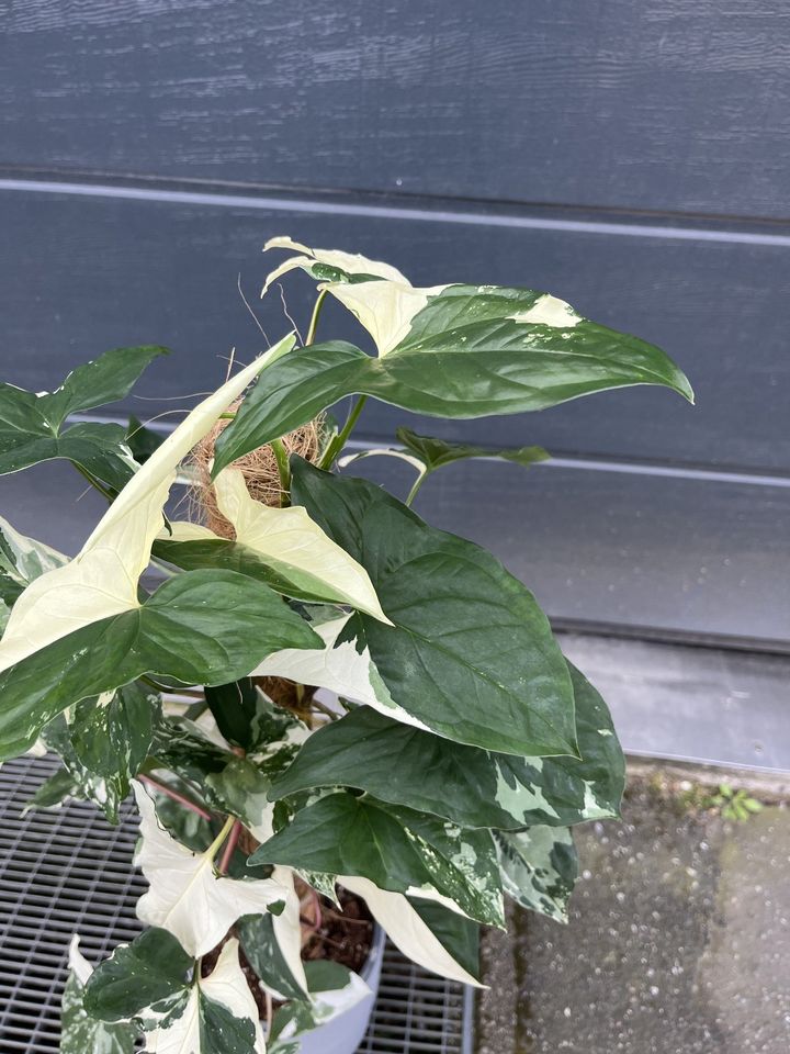 Syngonium Albo Variegata verschiedene Größen in Hannover