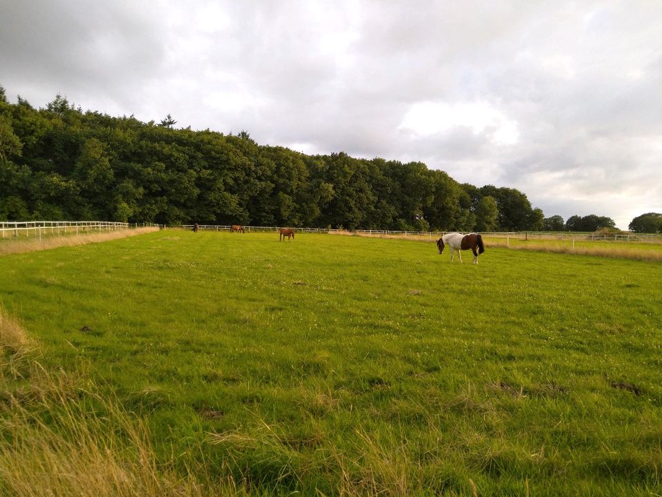 Biete Offenstall für Stute, Offenstallplatz mit Trail in Loxstedt