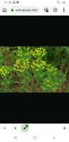 Zypressen Wolfsmilch Pflanze Blume Ableger Staude Nordrhein-Westfalen - Salzkotten Vorschau