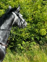 Angerittenes Freizeitpferd,  Schimmelstute vom Hickstead White Sachsen-Anhalt - Quedlinburg Vorschau