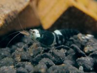 Super Chrystal Black Garnele 2,50€ Caridina RARITÄT Aquarium Schleswig-Holstein - Nahe Vorschau