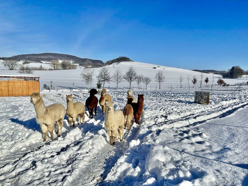 Alpaka Winterbettdecke Winterbett Steppbett Steppdecke Decke Bett in Rustenfelde