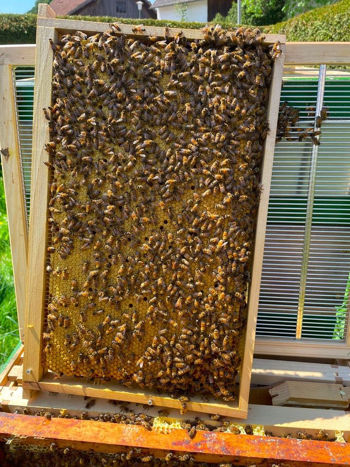 Blütenhonig cremig gerührt im 15kg Honig Eimer; Bienenhonig in Obersüßbach