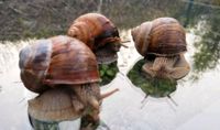 Weinbergschnecken an Guten Platz abzugeben Bayern - Weitnau Vorschau