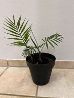 Zimmerpflanze 40cm Chamaedorea Palme Bayern - Schwabhausen Vorschau