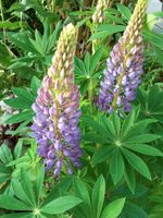 Lupine Staude hell lila Staudenbeet 20 Samen Garten Blumen Saat, Nordrhein-Westfalen - Lüdenscheid Vorschau