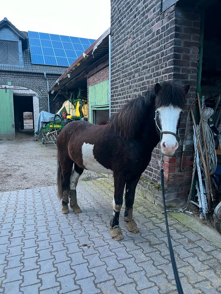 Pflegebeteiligung / Reitbeteiligung auf Isländer Wallach (PsR) in Duisburg