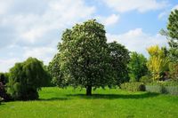 Suchen großes Grundstück Haus Uckermark Mecklenburg Vorpommern Brandenburg - Boitzenburger Land Vorschau