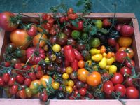 Tomate seltene Tomatenpflanzen BIO bunte alte histor.Sorten 1,50€ Sachsen-Anhalt - Eckartsberga Vorschau
