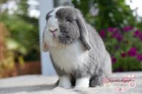 Wunderschöne geimpfte Minilop Häsin Miniwidder Kaninchen Nordrhein-Westfalen - Bünde Vorschau