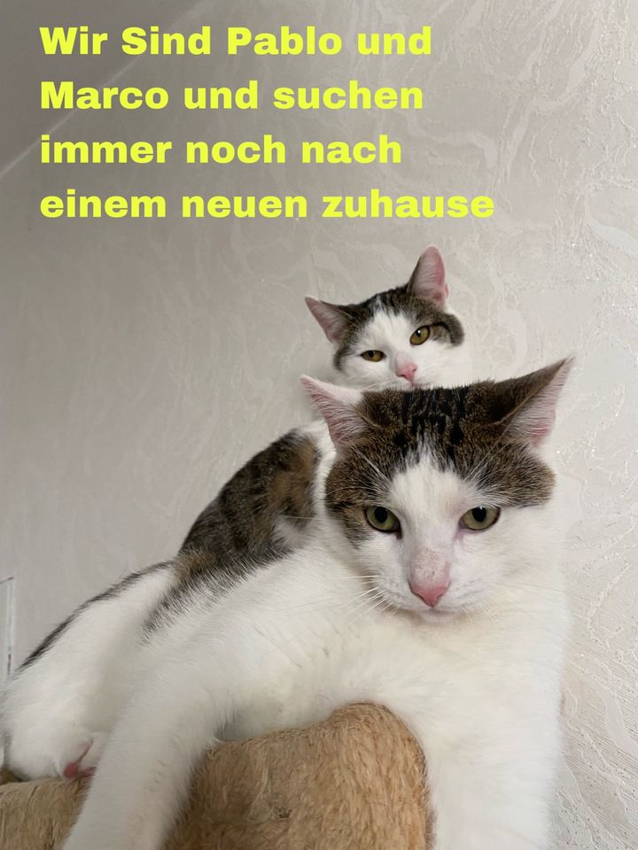 2 liebevolle Katzen in Duisburg