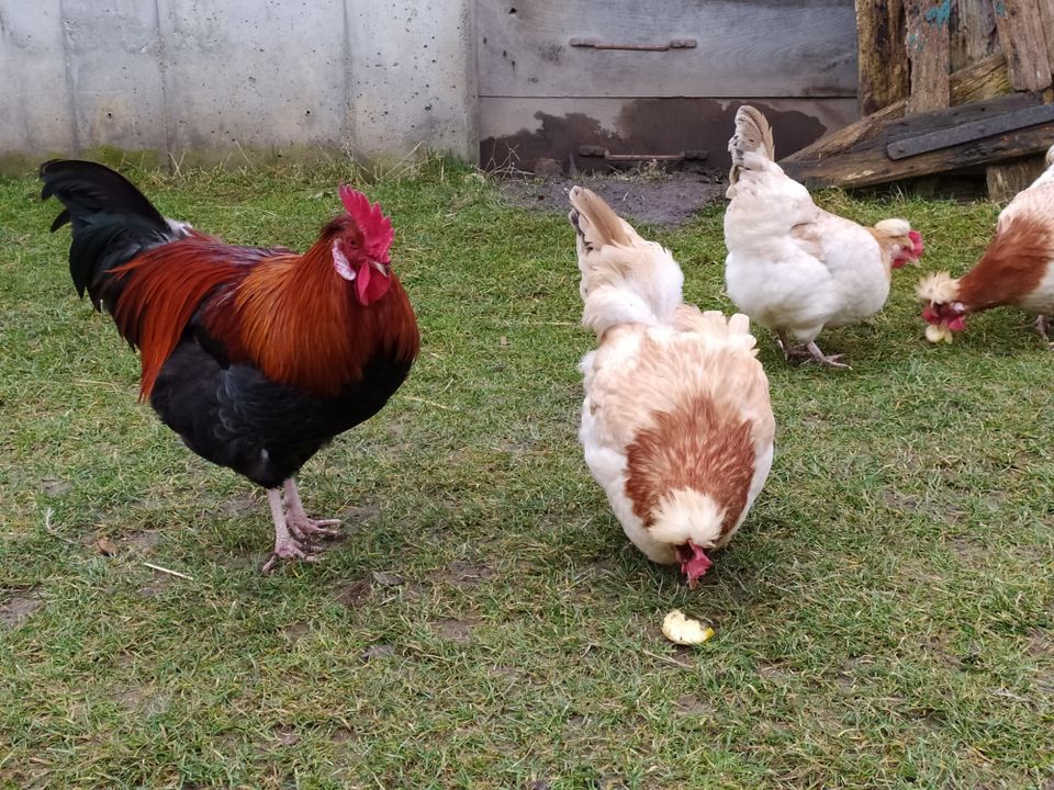 Eier Bruteier von reinrassigen Sulmtaler Hühnern abzugeben in Jettingen-Scheppach