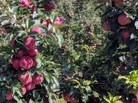 ⭐⭐⭐⭐⭐ Obstbaumschnitt Obstbaum fachgerecht schneiden Brandenburg - Havelsee Vorschau