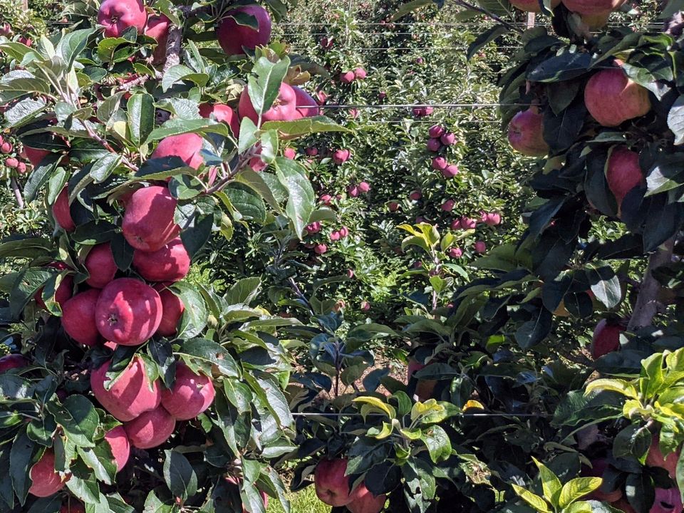 ⭐⭐⭐⭐⭐ Obstbaumschnitt Obstbaum fachgerecht schneiden in Havelsee