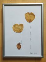 Blumenbild selbstgemacht Herbarium Mecklenburg-Vorpommern - Lassan (Vorpommern) Vorschau