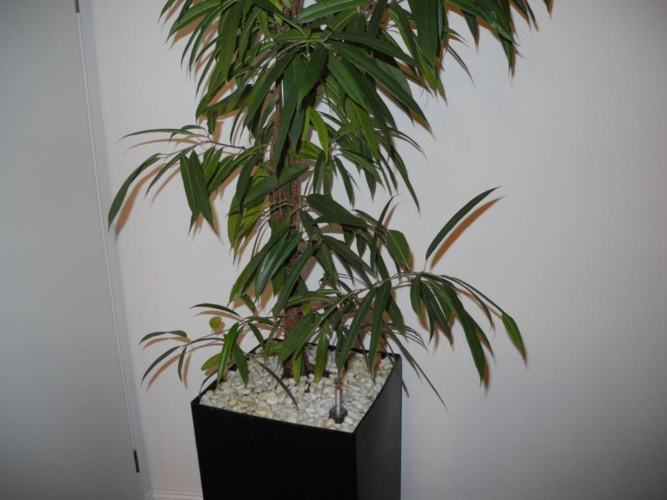 Zimmerpflanze Ficus Alii Gummibaum im Hydrokultur Topf, 2,50 m in Mainz