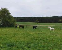 Pflege-/Reitbeteiligung auf mehreren Pferden zu vergeben Bayern - Creußen Vorschau