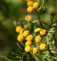 30 Samen Rainfarn, Wildblume, Insekten, Bienen Bayern - Baldham Vorschau