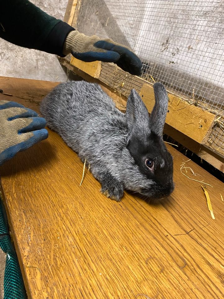 Kaninchen, Riesen Mix abzugeben. in Wallenhorst