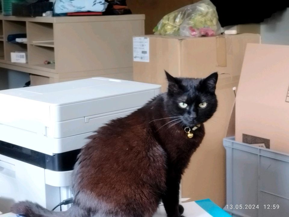 Weibliche schwarze Katze in Ehekirchen