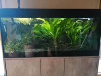 300l Aquarium hochwertig komplett 120x50x50cm Nordrhein-Westfalen - Winterberg Vorschau