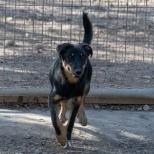 David- Hütehund wartet auf euch in Emmendingen