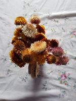 30 Getrocknete Strohblumen im Bund, ca.20 cm lang, Boho Deko Bayern - Warngau Vorschau