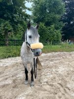 Pflege/Reitbeteiligung an Pony Stute Nordrhein-Westfalen - Straelen Vorschau
