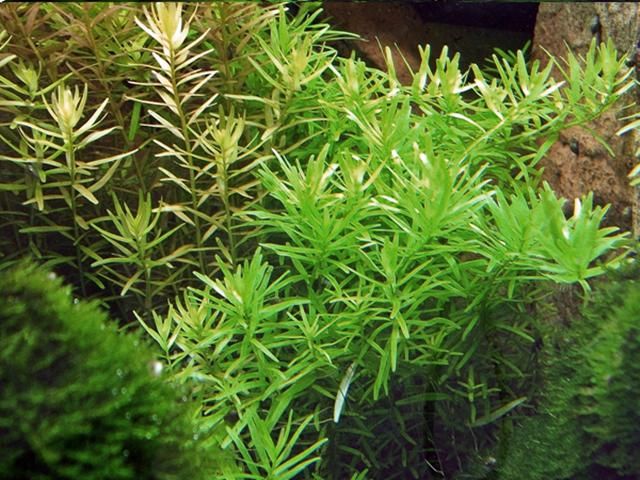 Rotala rotundifolia Aquarium- Pflanze in Hamburg