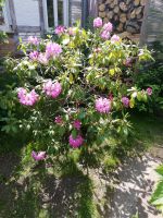 schöner großer Rhododendron busch pink im Kübel abzugeben Niedersachsen - Salzgitter Vorschau