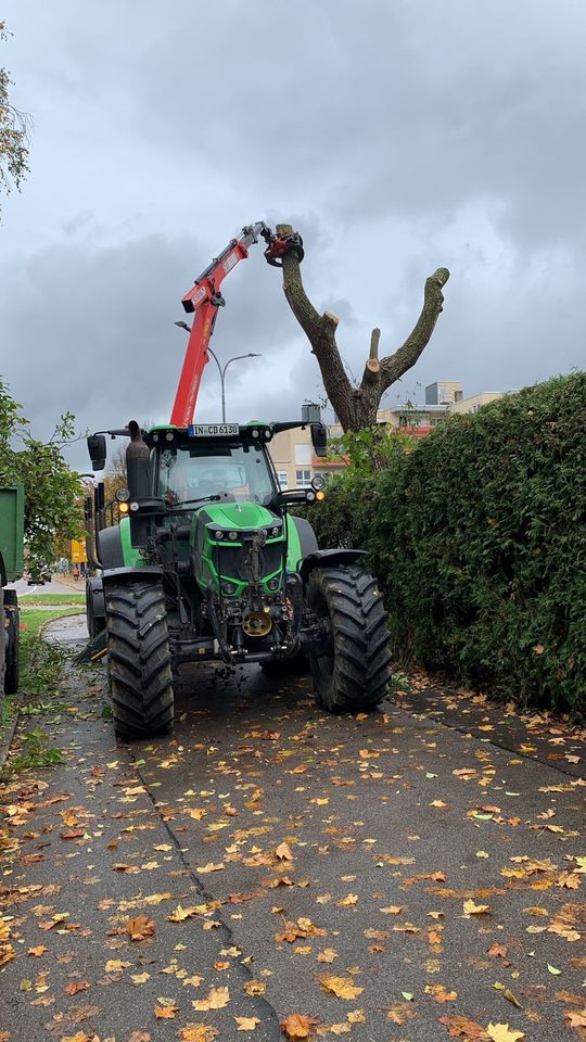 Baumfällung, Rodung, Heckenschnitt, Problembaumfällung in Ingolstadt