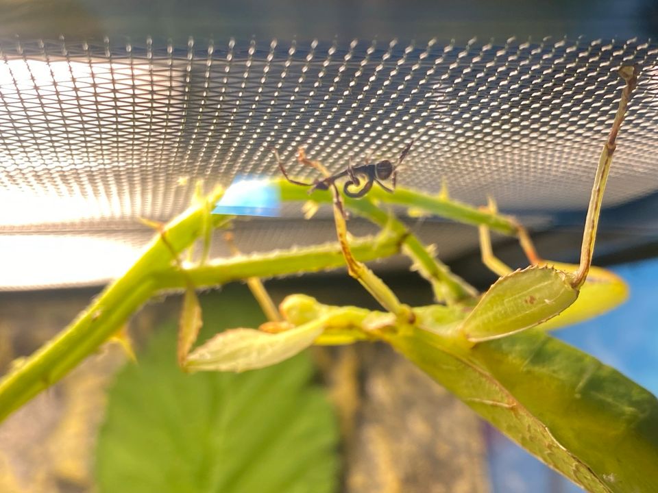 Wandelndes Blatt Nymphen in Leipzig