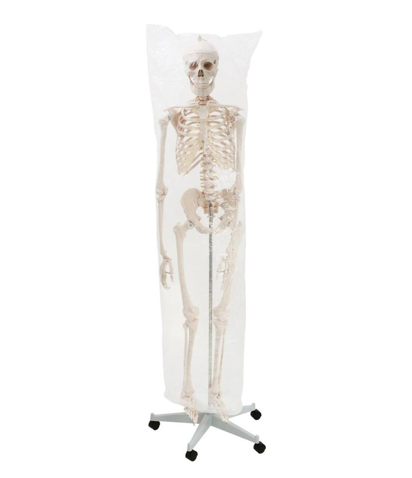 Menschliches Anatomie Skelett 181,5cm ORIGINAL VERPACKT!!! in Hainburg