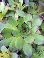 Sempervivum Dachwurz 2 Töpfe 1 € Hessen - Hünfeld Vorschau