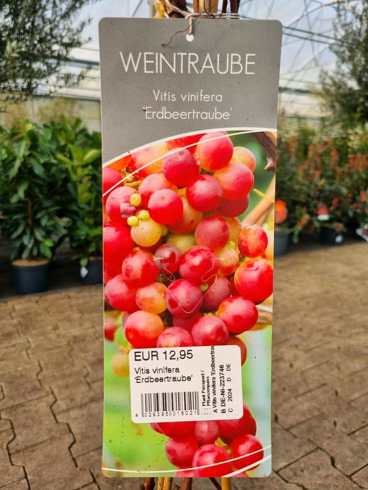 Weintrauben 'Vitis vinifera' verschiedene Sorten ab 12,95€ - Direkt vom Gärtner! in Bad Zwischenahn