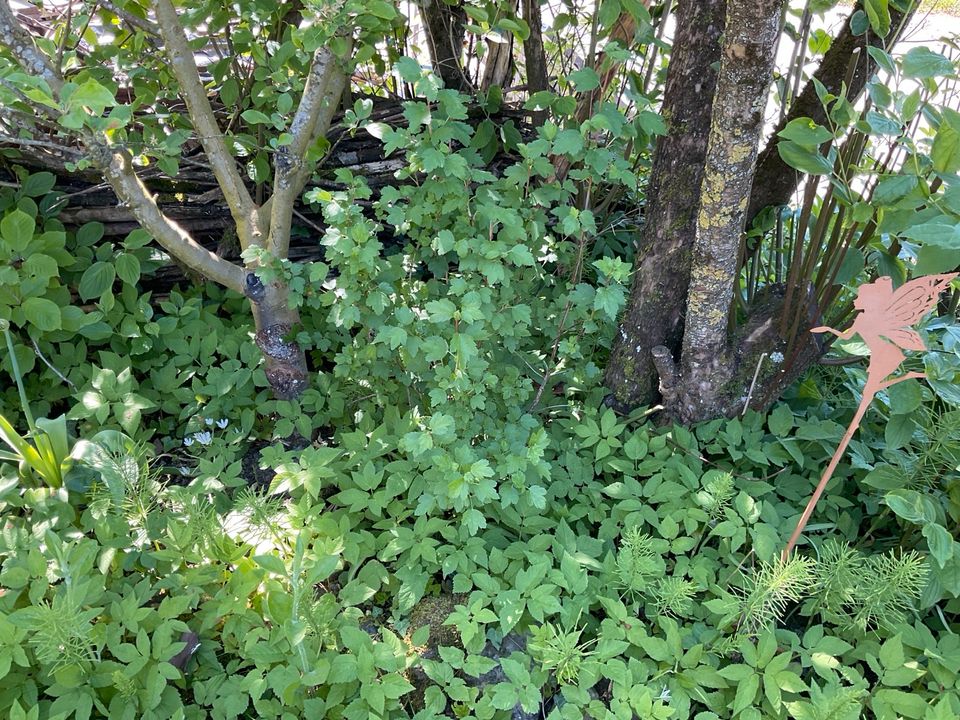 Wilde Johanisbeere, mehrere Pflanzen unterschiedlich groß in Überlingen
