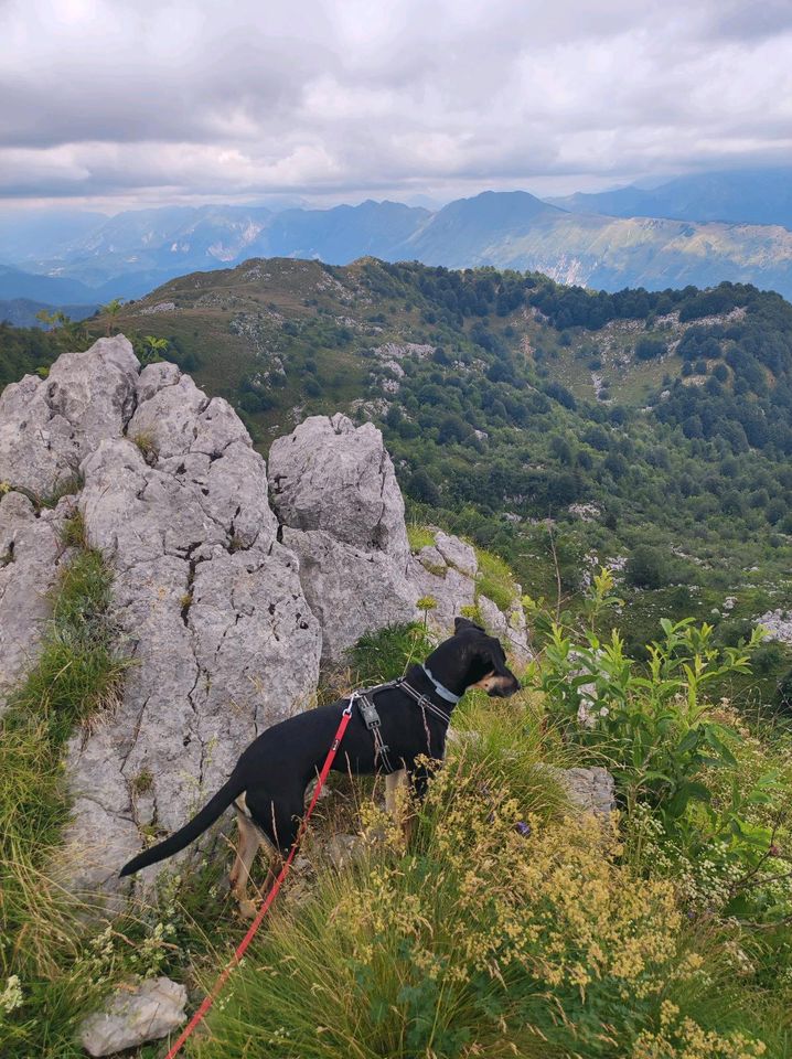 Dogsharing für unseren Hund Dobby gesucht :-) in Reutlingen