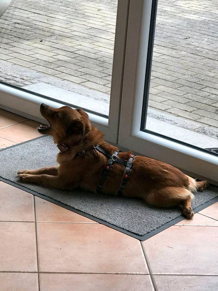 KACPEREK Handicap Hund Tierschutz Hund Rüde Mischling in Preetz